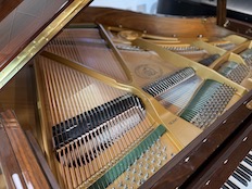 Hoffman by Bechstein T161